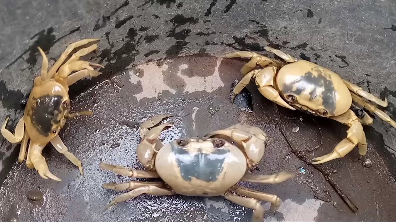 hunting cute animal, crabs, mencari dan menangkap kepiting, Yuyu sawah
