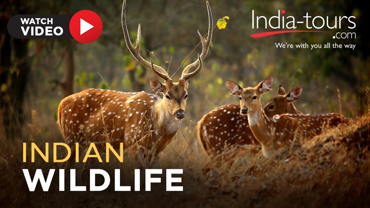 Indian Wildlife Tours Package | Indian Wildlife Travel | Travel Indian Wildlife Tours | India Tours