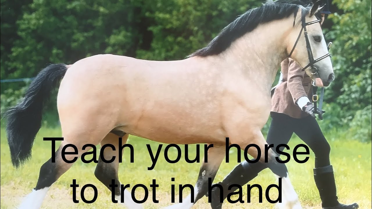 How to teach your horse | foal | yearling | young horse to trot in hand, horse tips #yearling