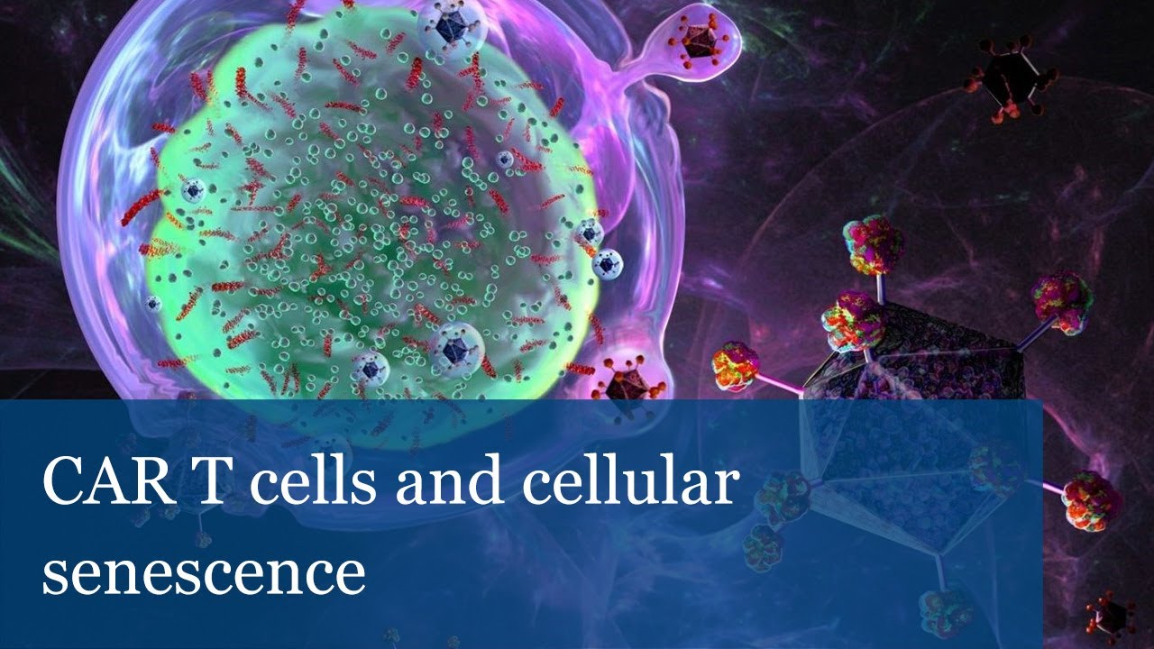 CAR T cells and cellular senescence | Scott W. Lowe