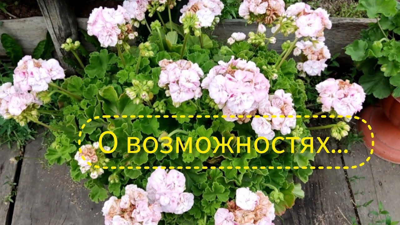 От чего цветут пеларгонии как сумасшедшие!