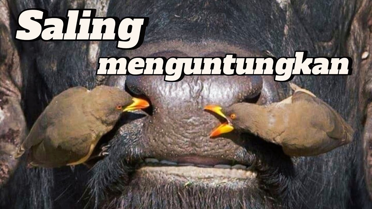 Burung Oxpecker || Burung pemakan kutu sahabat