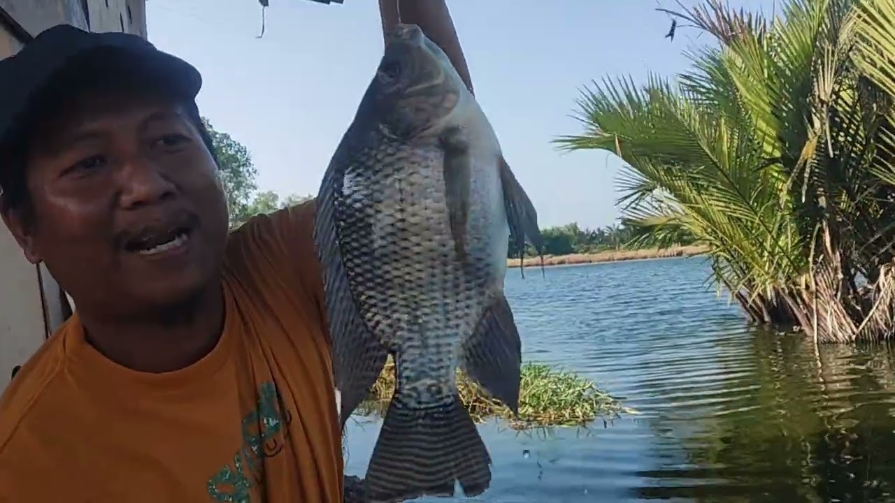 Perdana kolam nipa Wak minok tgl 15/3/2026 tkt 100 RB jam 6 pagi palu Nibung 