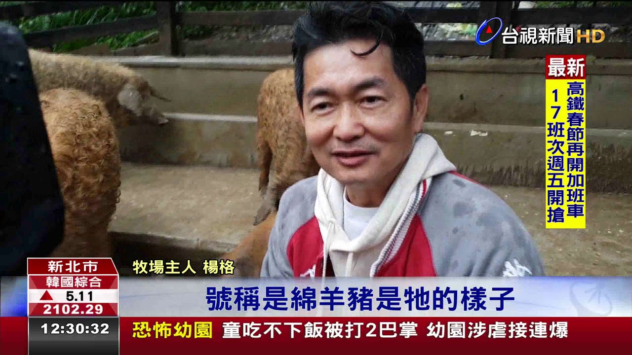 乍看像綿羊匈牙利綿羊豬在台繁殖成功