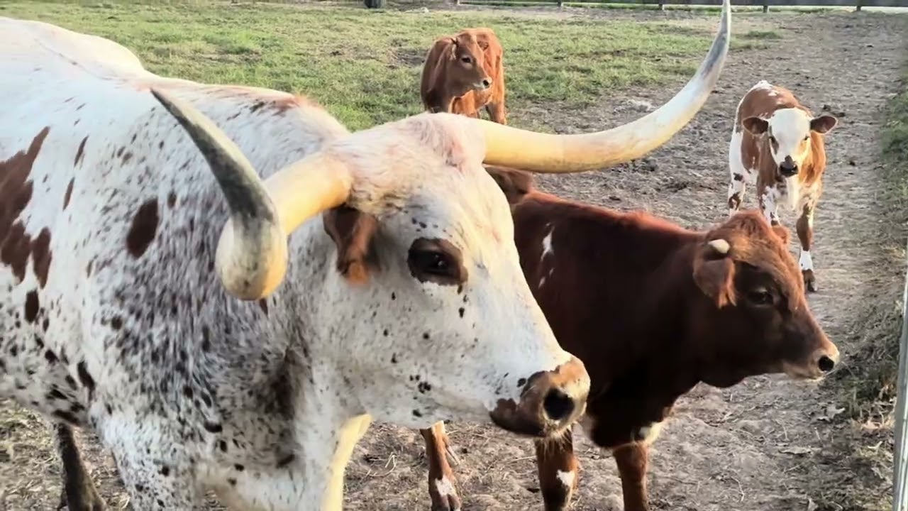 Longhorns Are Running and Horses in Trouble
