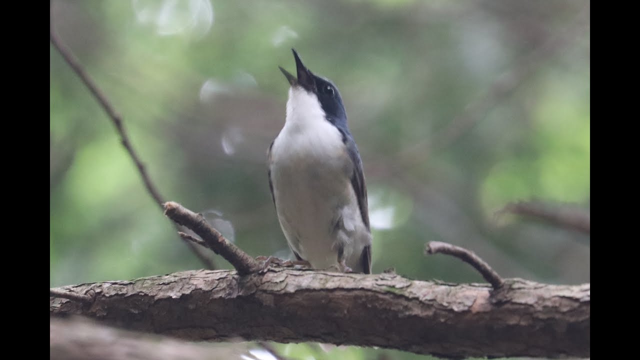 コルリの鳴き声 Songs of Larvivora cyane Siberian blue robin
