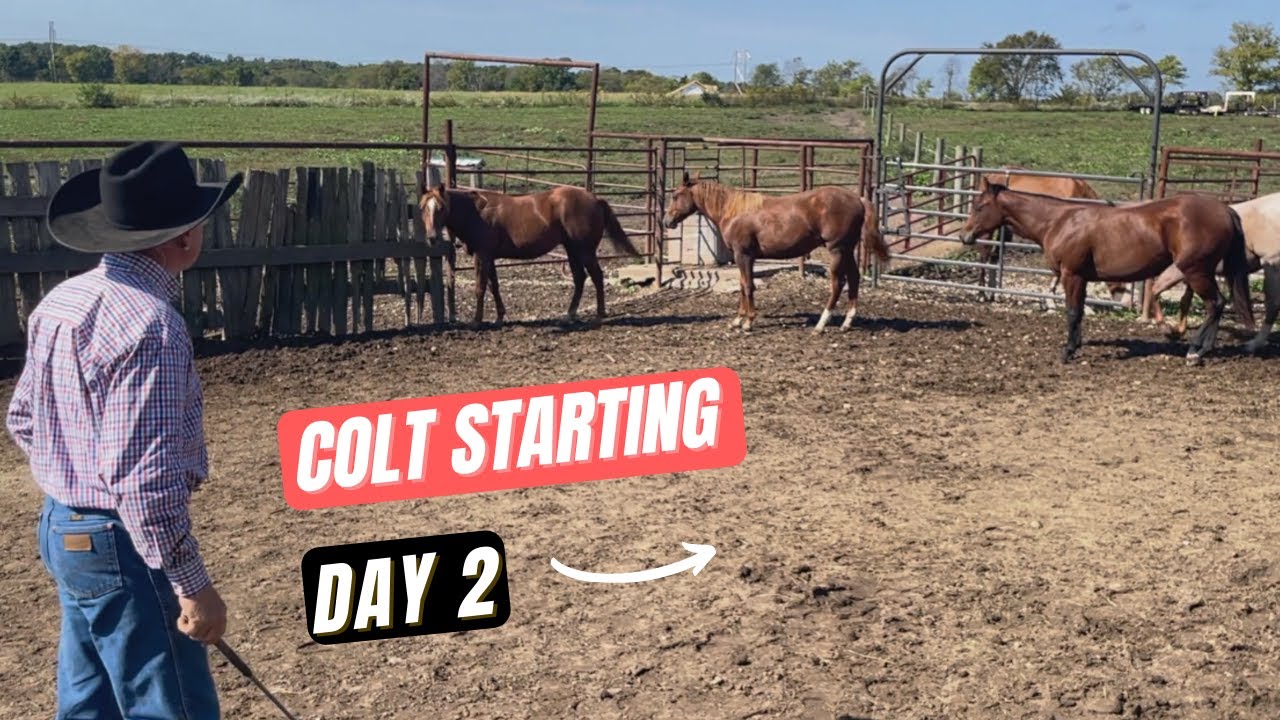 Colt Starting   Day 2
