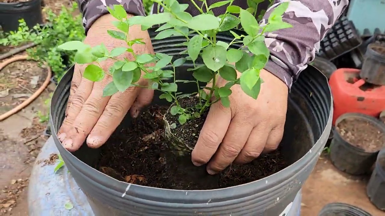 Como plantar muda de mirtilo em vaso