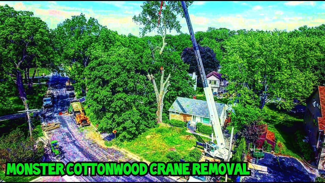 Monster Cottonwood Crane Removal