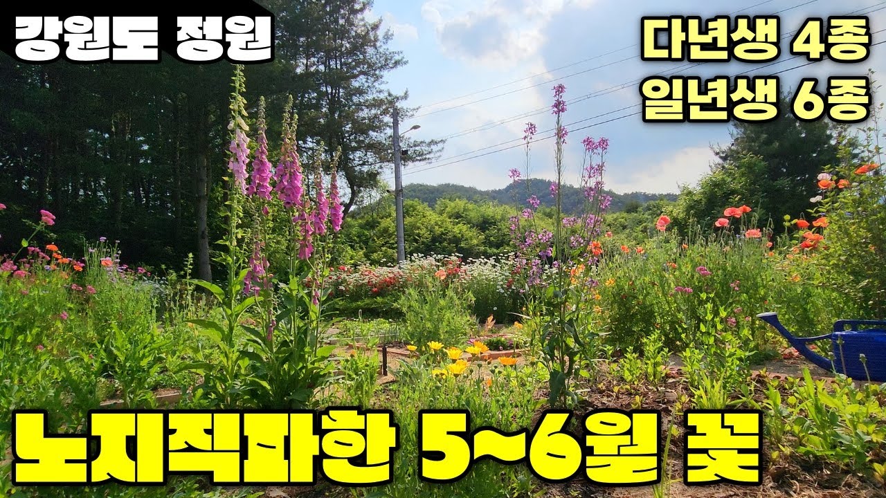 노지직파 | 5~6월 초에 피는 꽃 | 다년생 4종&일년생 6종 | 강원도 정원의 육묘장