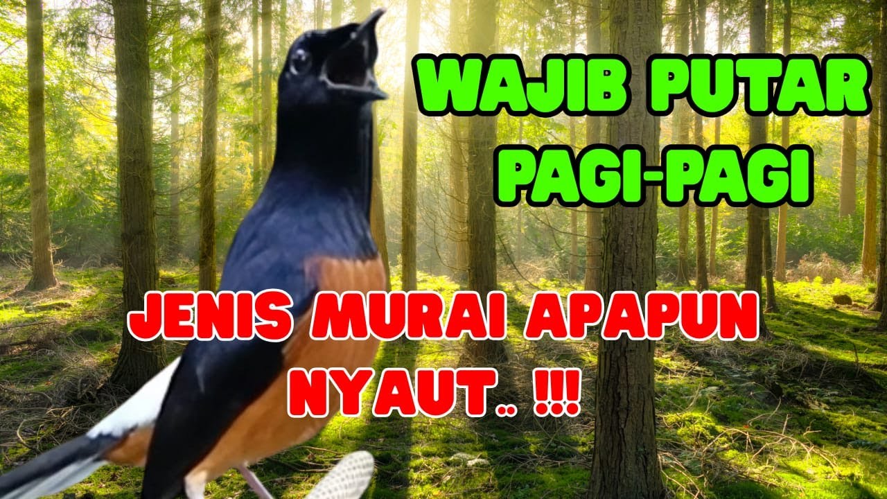 WAJIB PUTAR‼️ PANCINGAN MURAI BATU GACOR PAGI-SORE SEKALI DENGAR MURAI BATU APAPUN LANGSUNG BUNYI
