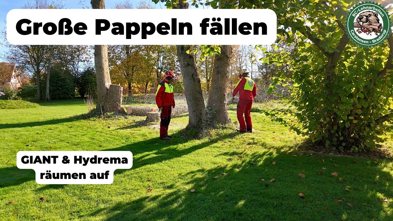 Baumfällung mit der Kettensäge – Große Pappeln am Boden