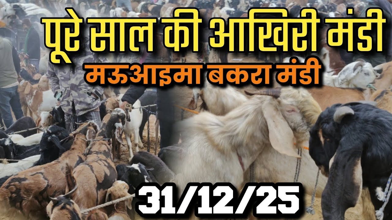 पूरे साल की आखिरी मंडी || मऊआइमा बकरा मंडी #bakramandi #goat #newvlog 