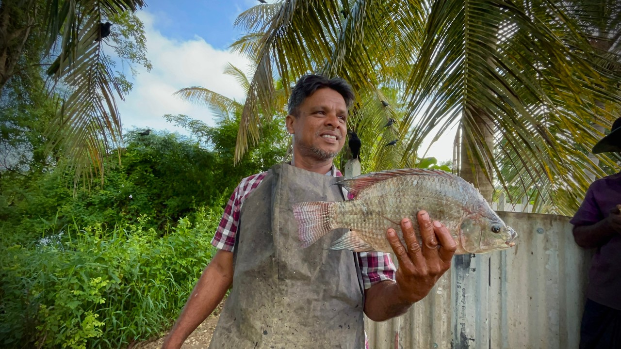 The INSANE Chaos of Sri Lanka’s Biggest Fish Market! 🇱🇰 (Kurunegala Lellama)