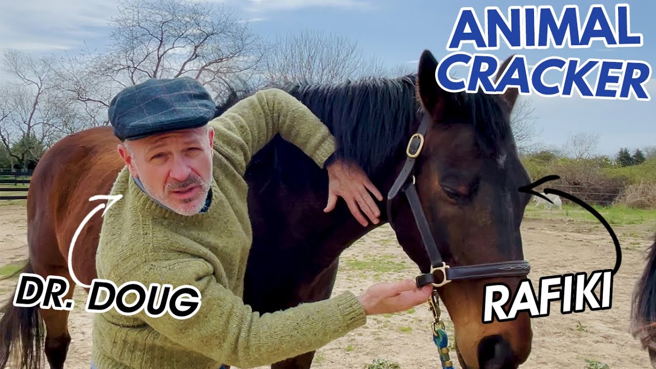 *LAME FROM LYME DISEASE* 😭 RESCUE HORSE MEETS THE ANIMAL CRACKER 🐾