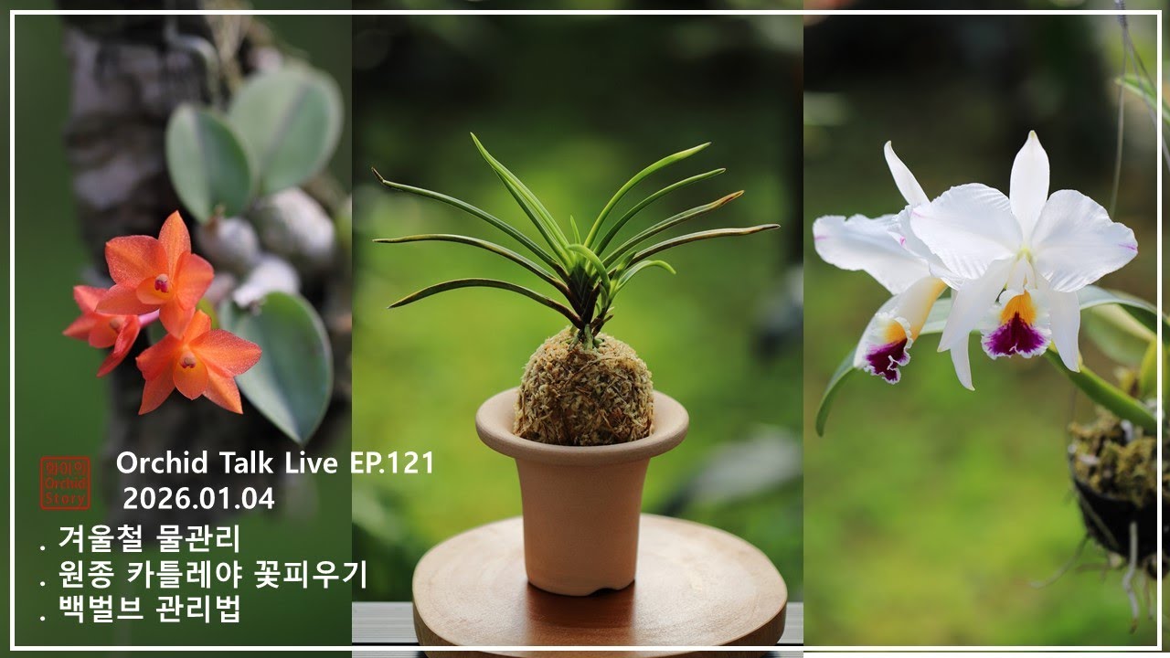 [화이 오키드 Live EP.121] 겨울철 물주기 요령 / 잎 떨어진 벌브 잘라??