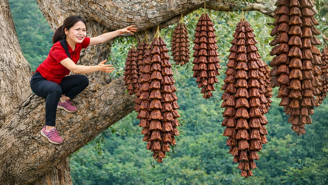 Harvesting Rare Macadamia Nuts from Ancient Trees | Most Expensive at Village Market
