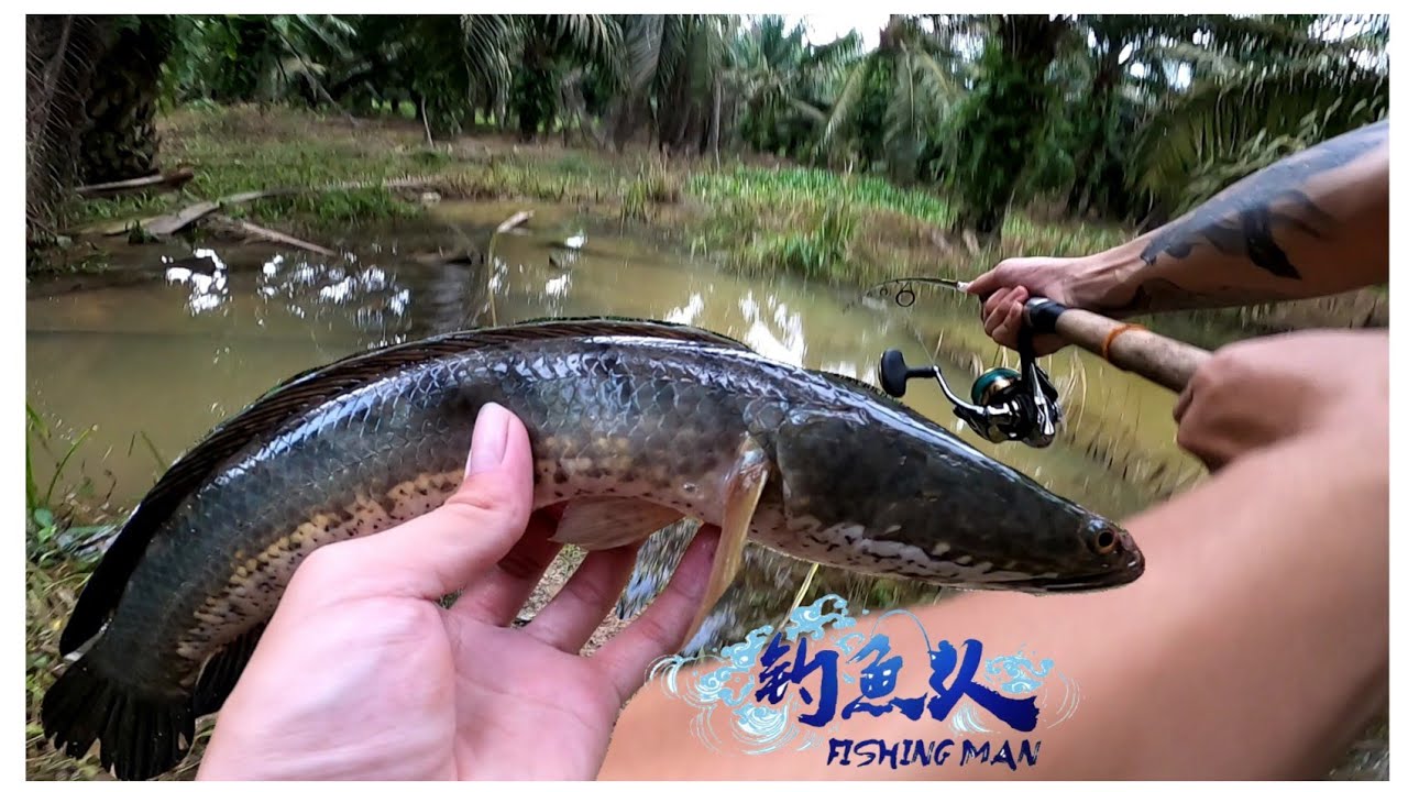 油粽园里钓游半天&一场突如其来的大…【钓鱼人】