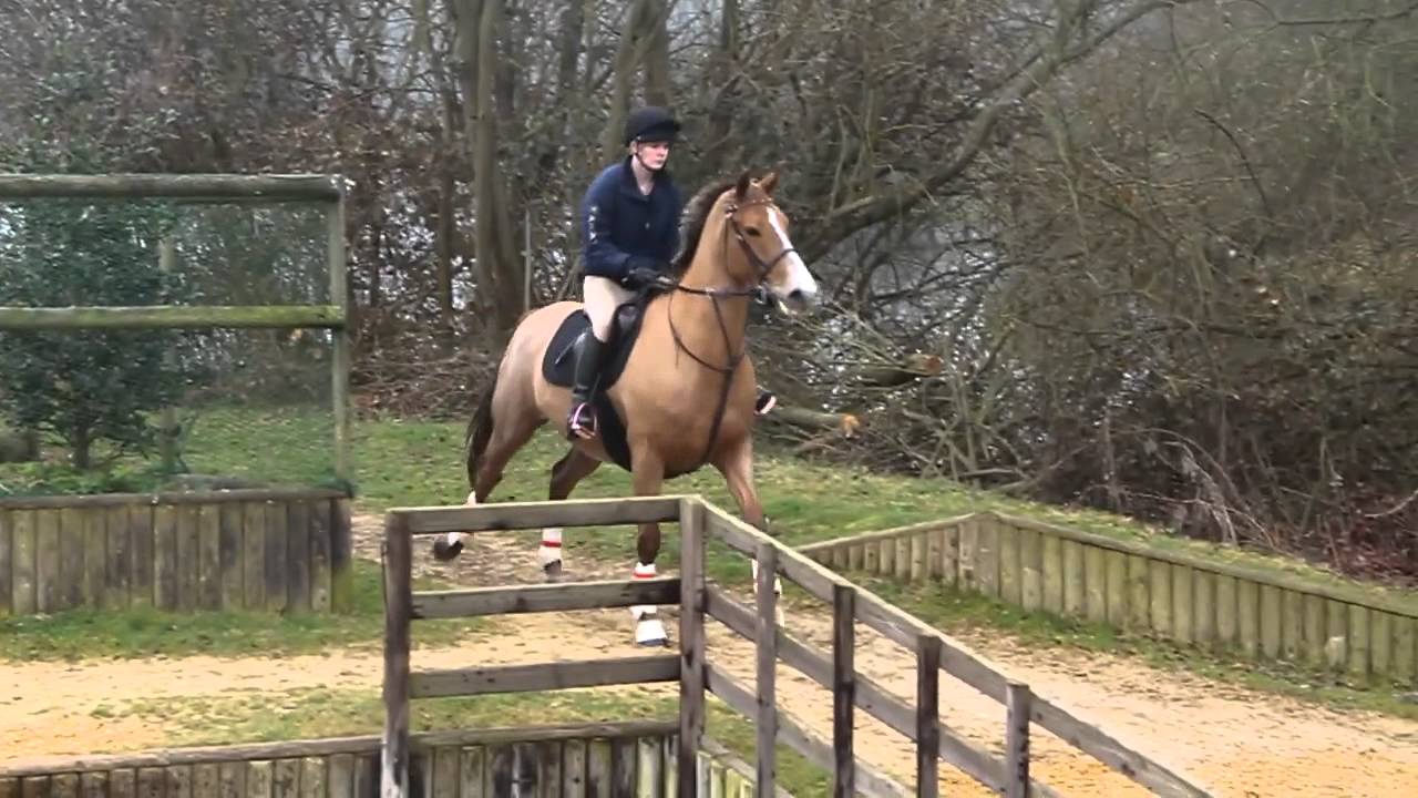 Cross Country Schooling - Flying ponies! (and riders haha).