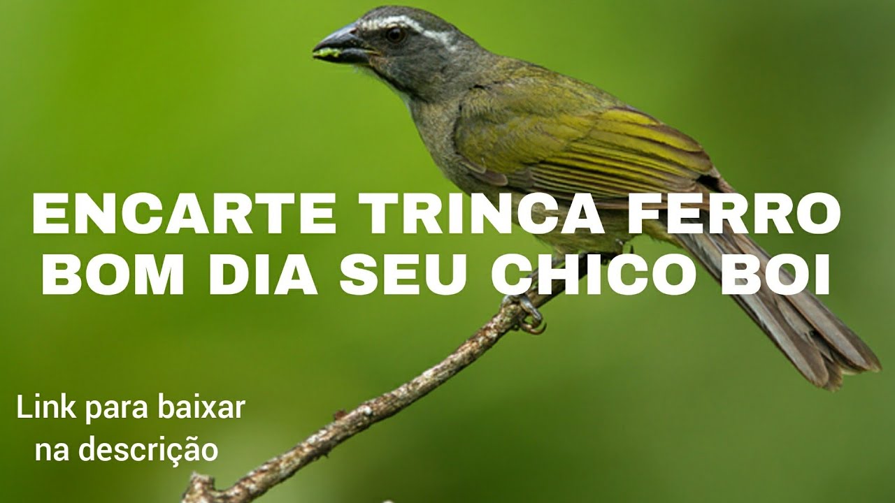 ENCARTE TRINCA FERRO (BOM DIA SEU CHICO BOI) PARA ENCARTE