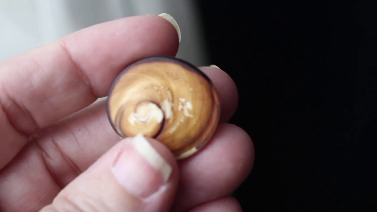Cat's Eye Shell Crystal Blessing