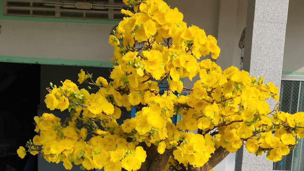 8h Sáng Ngày 08.03.2026 - Mai Giảo Ông Thầy