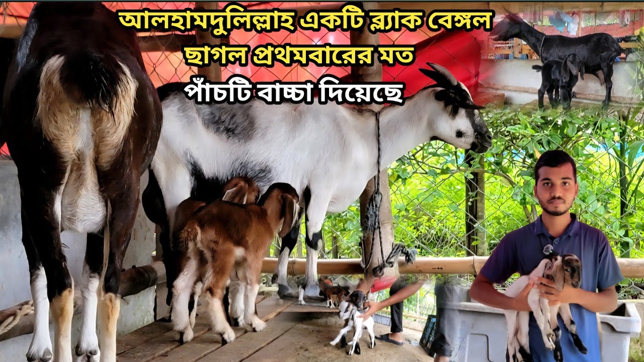 আলহামদুলিল্লাহ প্রথমবারের মতো একটি ব্ল্যাক বেঙ্গল ছাগল পাঁচটি বাচ্চা দিতে সক্ষম হয়েছে 🐐