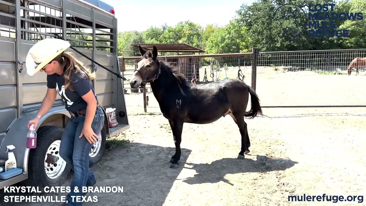 Krystal Cates and Brandon, Mule Training Challenge 2023