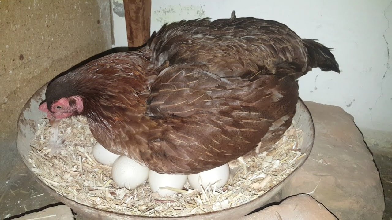 Murgiyun ko Muscovy k Eggs pe Betha Diya || Muscovy Ducks