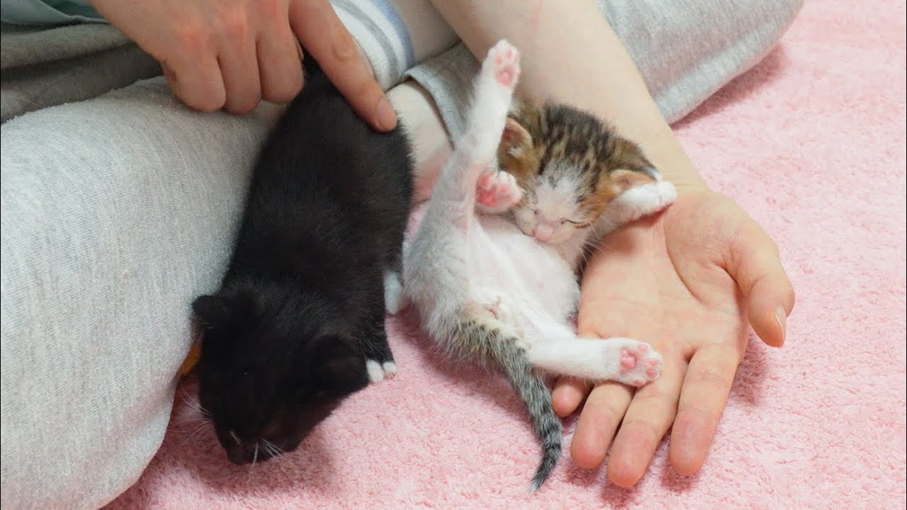 Two Tiny Kittens Are Learning How To Be a Cat
