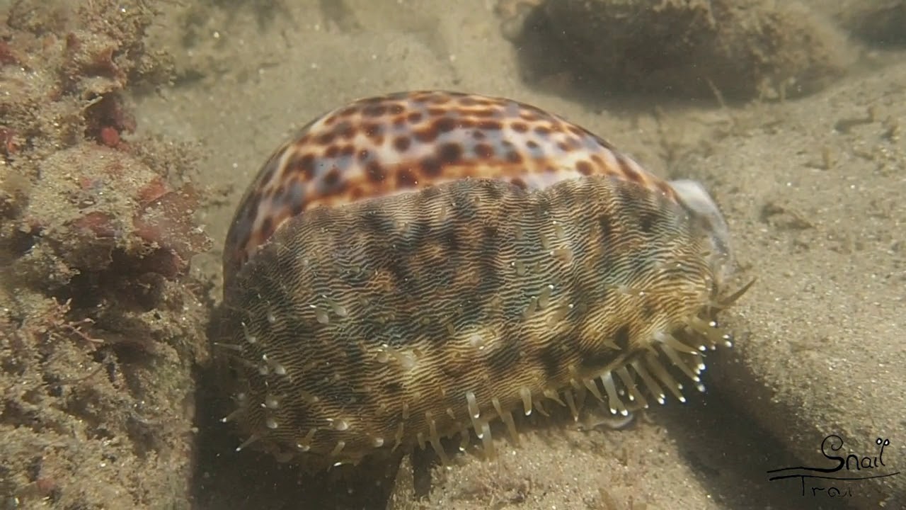 Cypraea tigris - Tiger Cowry