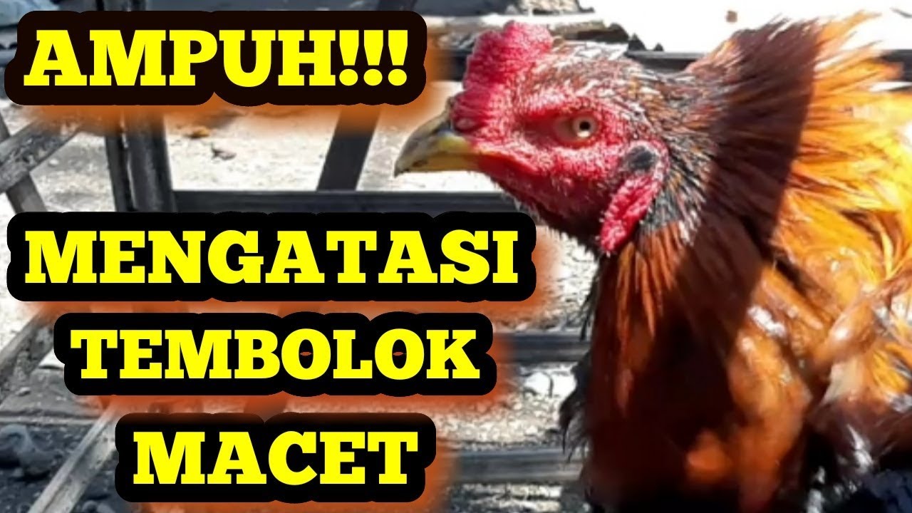 Mengobati makanan ayam macet di tembolok