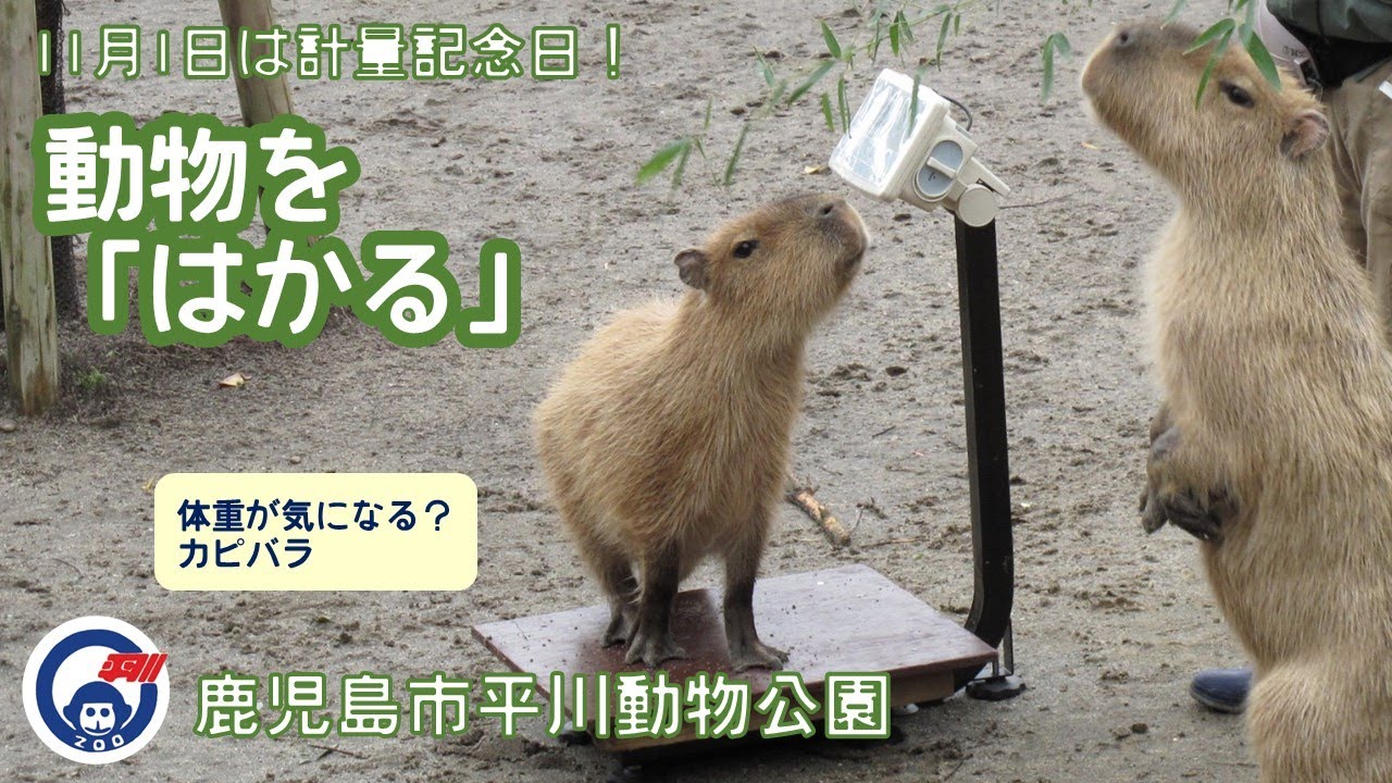 11月1日は計量記念日！平川動物公園　動物たちを「はかる」