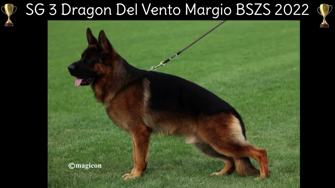 SG 3 Dragon Del Vento Margio   BSZS 2022