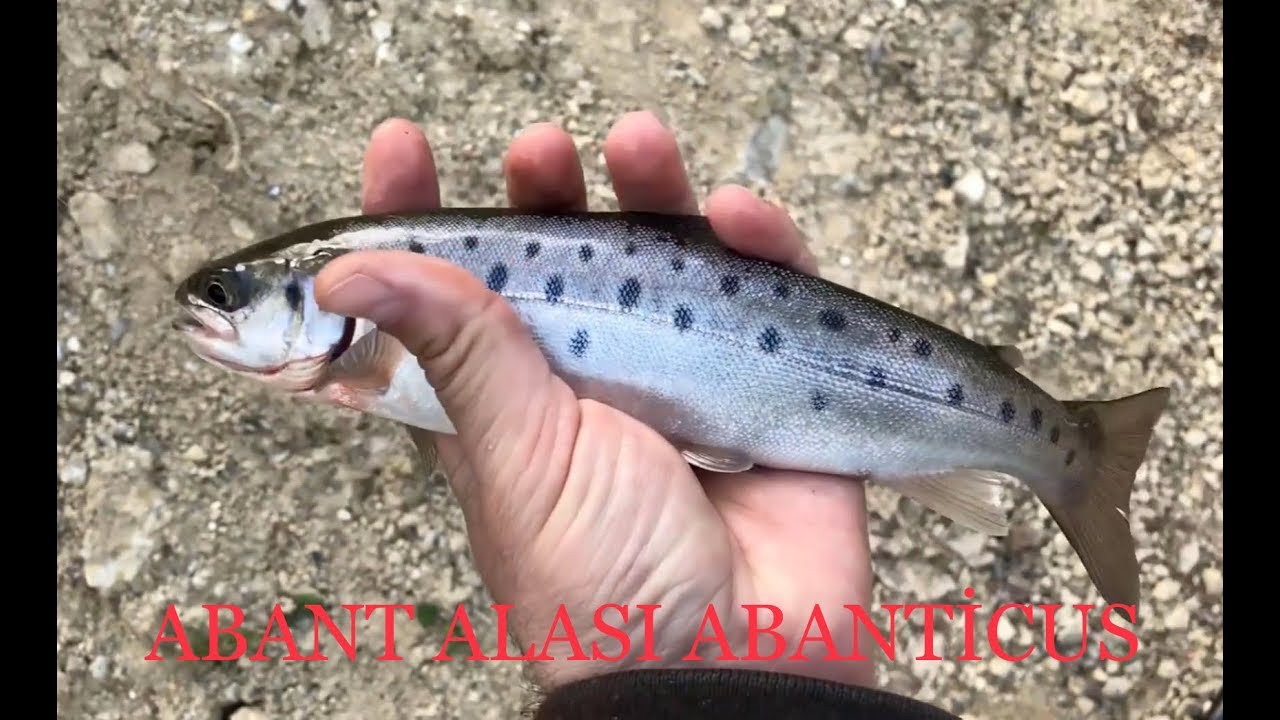 Muhteşem Abant Alabalığı (Abanticus) Avı
