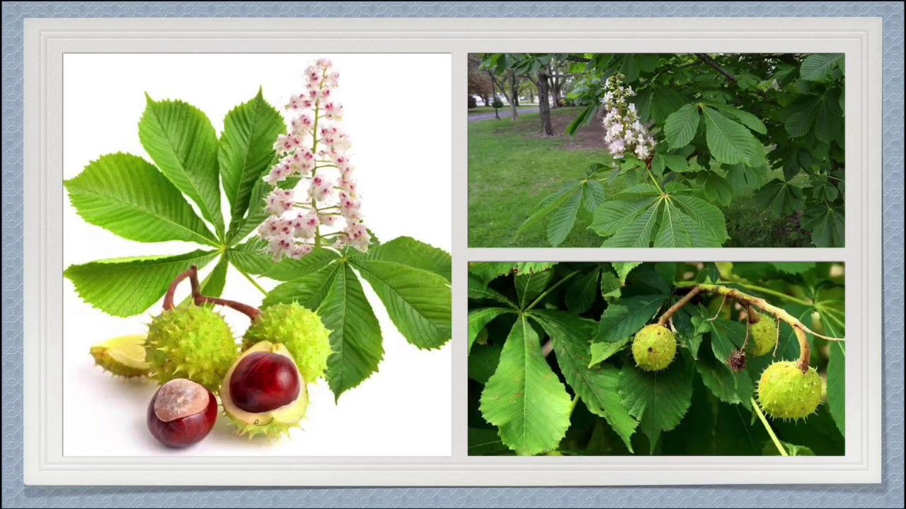 Allen’s Keynotes || Aesculus Hippocastanum || Well Explained