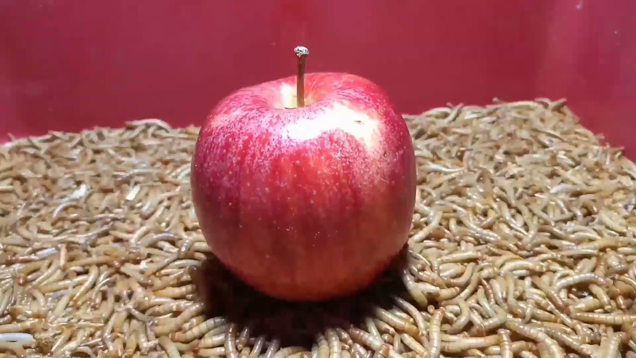 TENEBRIOS COMIENDO MANZANA 🐛🍎