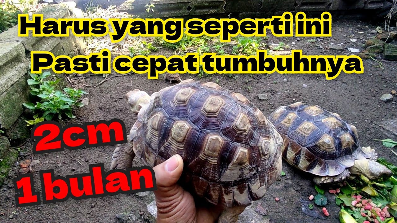 Tips memilih Kura kura Sulcata Bagi pemula