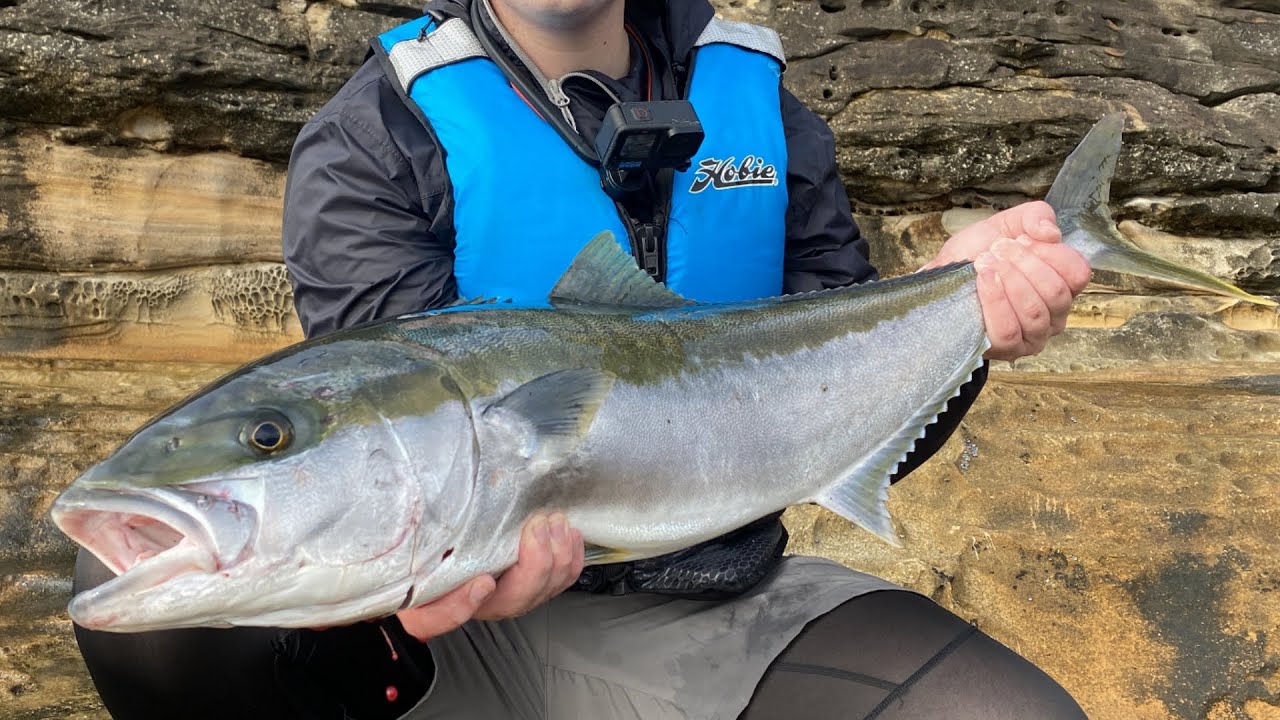 BIG Topwater Kingfish From the Rocks | Sydney Rockfishing