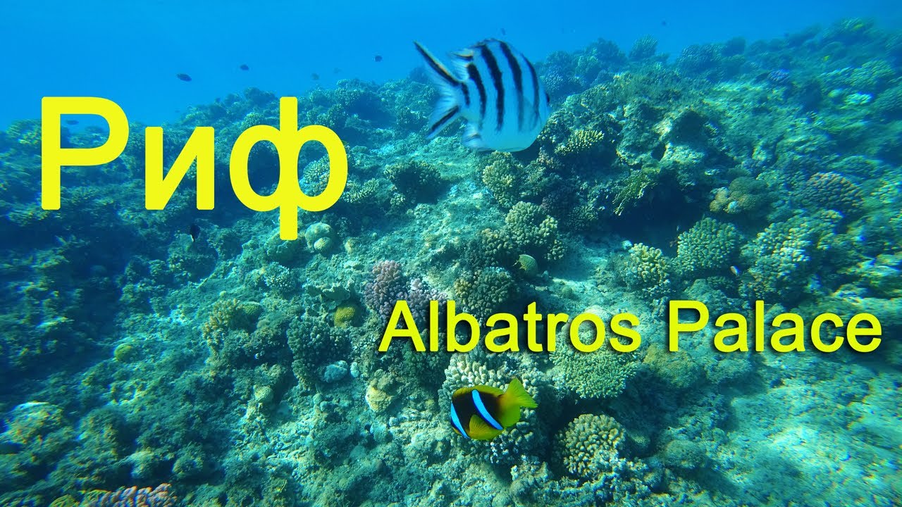Albatros Palace 5* / Хургада 2021 / Риф / Подводный мир