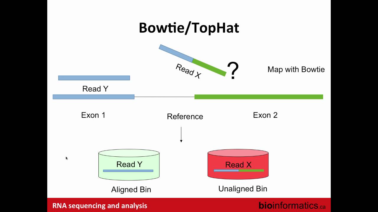 RNA-Seq Alignment and Visualization
