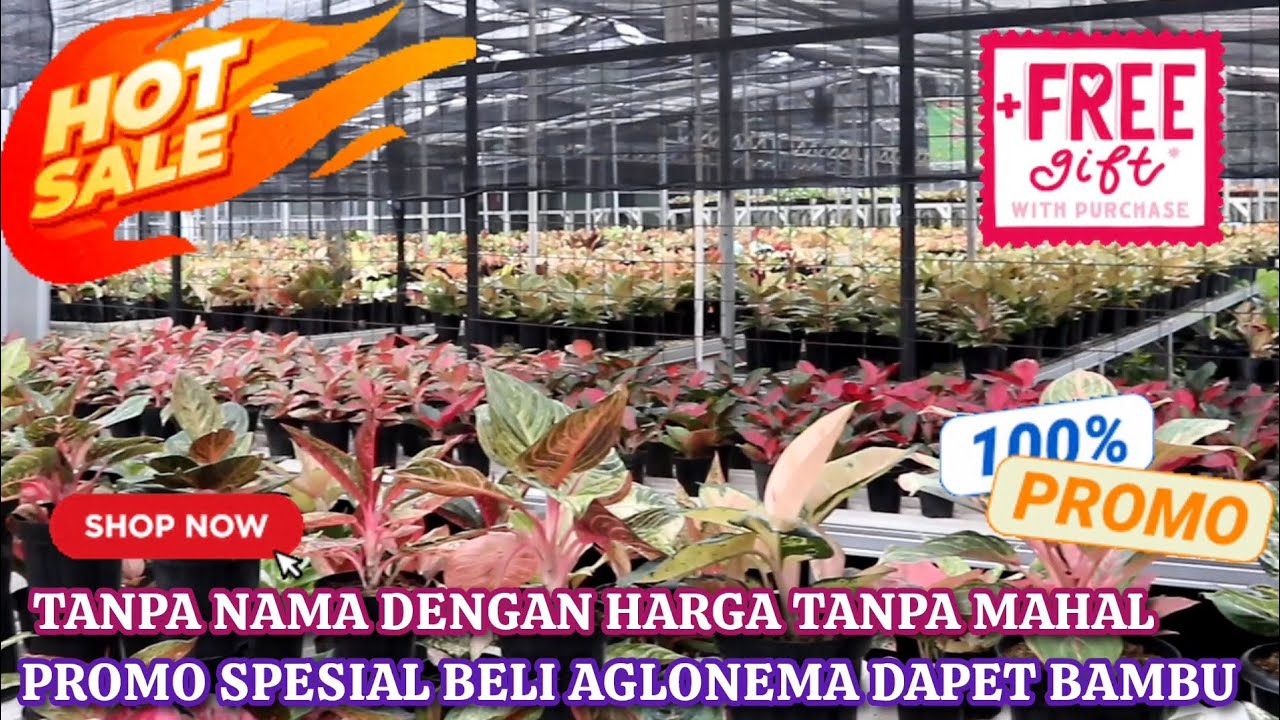 NURSERY DENGAN HARGA YANG SELALU TAMPA MAHAL. SPESIAL PROMO BELI AGLONEMA GRATIS ID BAMBU. Eps 1586