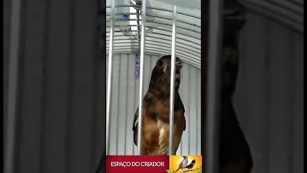 Curi&oacute; #shorts #paracambi