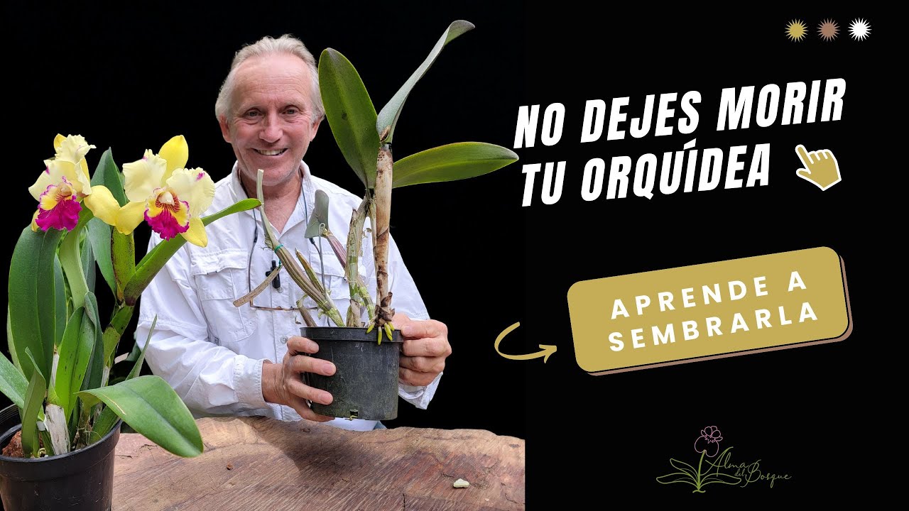 Siembra Cattleyas