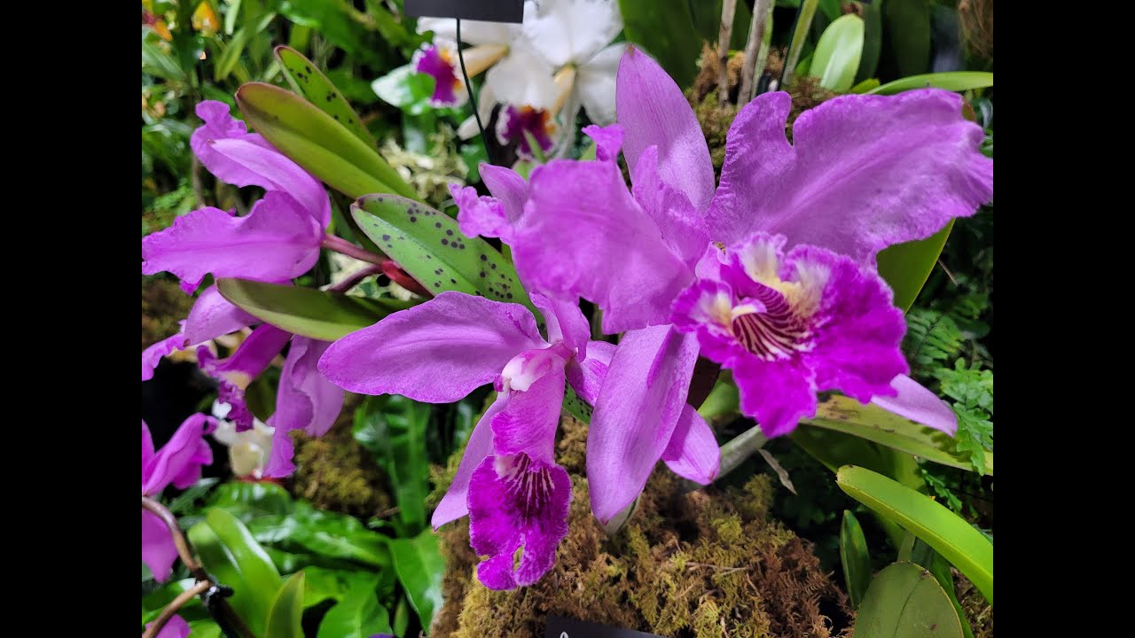 Tamiami International Orchid Festival Part 2