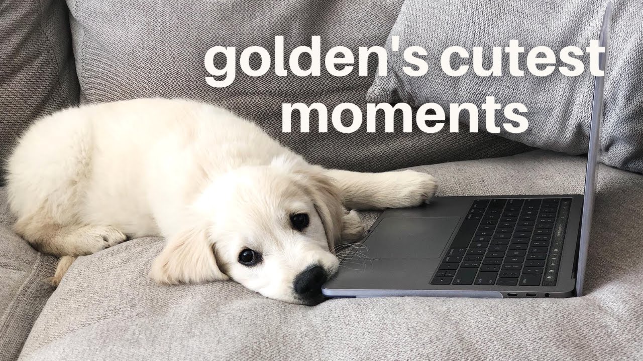 English Cream Golden Retriever's Cutest Moments | Funny Subtitles