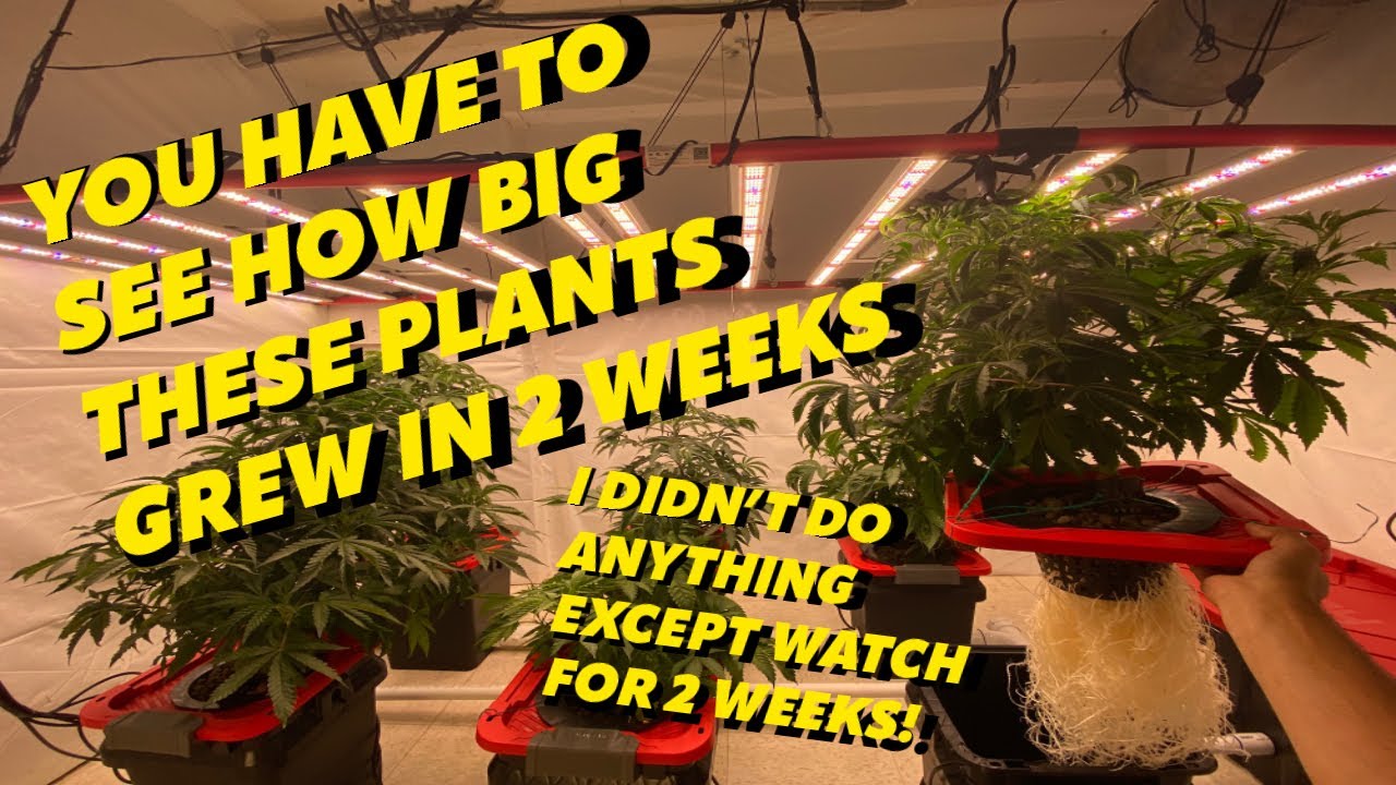 Homemade RDWC Indoor Grow Weeks 1-2 Under 2 AGLEX 650 Watt LEDs!