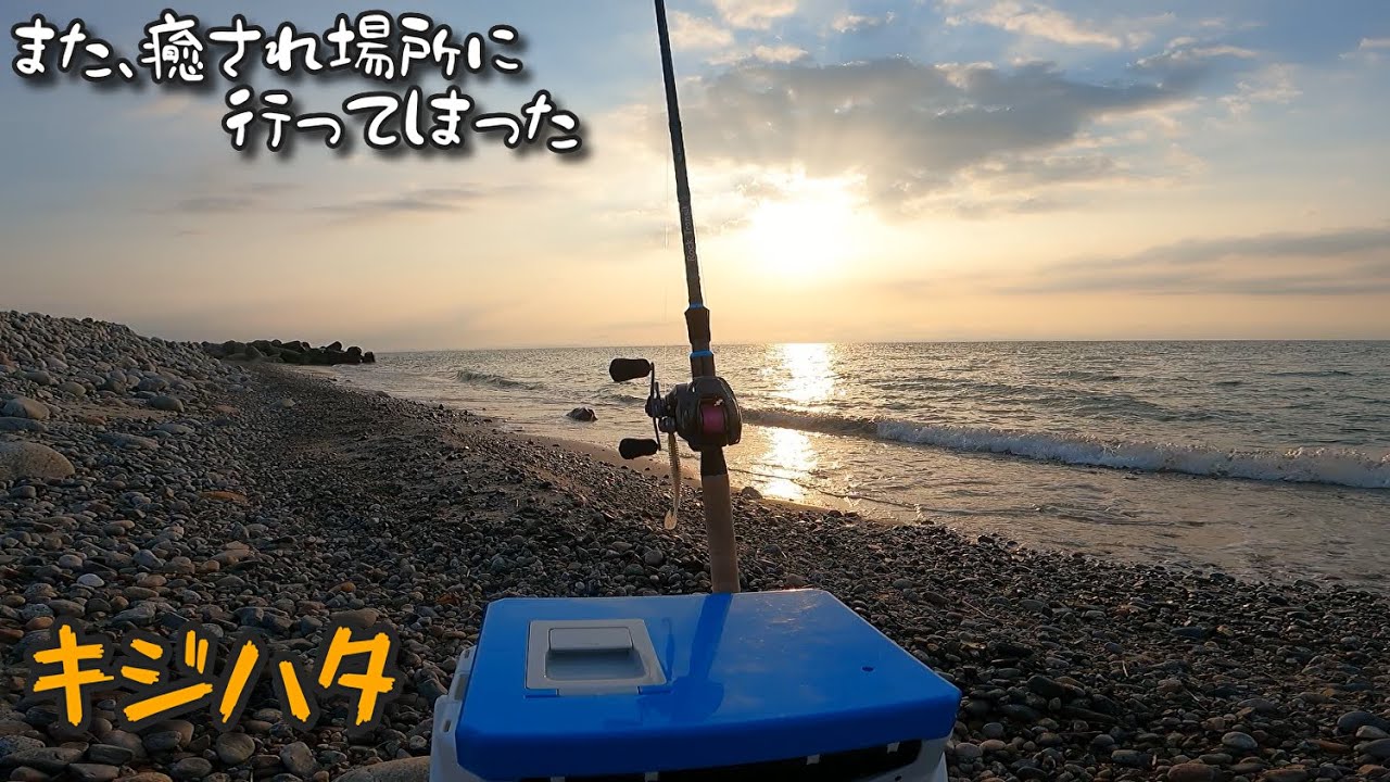 【サーフのキジハタ】ガチンコベイトタックルで挑む&hellip;数は釣れたがしかし