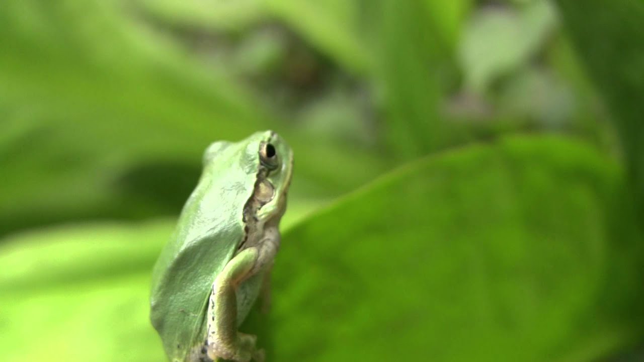 He is not Luigi. Japanese Tree Frog.I would like to go to meet a frog