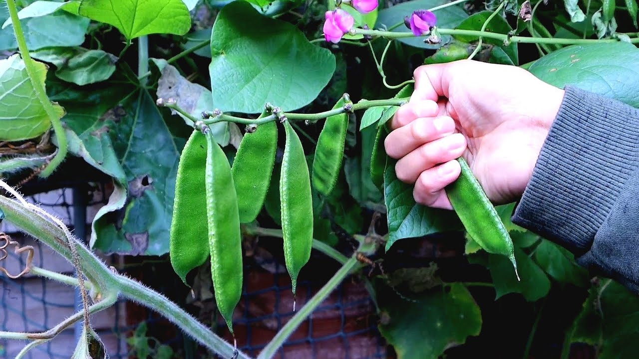 How to get lots of Beans & not leaves | How to grow Deshi Hyacinth Bean Pods